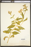 Saponaria officinalis by WV University Herbarium