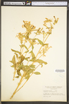 Saponaria officinalis by WV University Herbarium