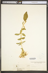 Saponaria officinalis by WV University Herbarium