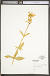 Saponaria officinalis by WV University Herbarium