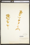 Saponaria officinalis by WV University Herbarium