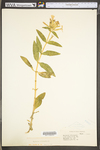 Saponaria officinalis by WV University Herbarium