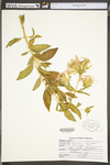 Saponaria officinalis by WV University Herbarium