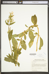 Saponaria officinalis by WV University Herbarium