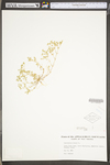 Scleranthus annuus by WV University Herbarium