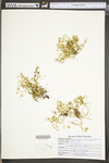 Scleranthus annuus by WV University Herbarium