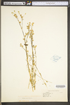 Silene antirrhina by WV University Herbarium