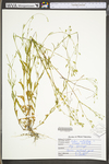 Silene antirrhina by WV University Herbarium