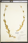 Silene armeria by WV University Herbarium