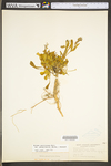 Silene caroliniana ssp. pensylvanica by WV University Herbarium