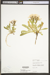 Silene caroliniana ssp. pensylvanica by WV University Herbarium