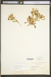 Silene caroliniana ssp. wherryi by WV University Herbarium