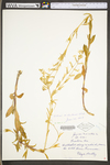 Silene dichotoma by WV University Herbarium