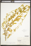 Silene dichotoma by WV University Herbarium
