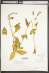 Silene latifolia ssp. alba by WV University Herbarium
