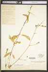 Silene latifolia ssp. alba by WV University Herbarium