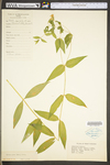 Silene nivea by WV University Herbarium