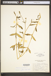 Silene noctiflora by WV University Herbarium