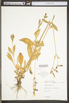 Silene noctiflora by WV University Herbarium