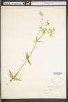 Silene stellata by WV University Herbarium