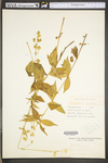Silene stellata by WV University Herbarium