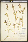 Silene virginica var. virginica by WV University Herbarium