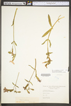 Silene virginica var. virginica by WV University Herbarium