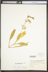 Silene virginica var. robusta by WV University Herbarium