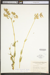 Silene vulgaris by WV University Herbarium