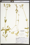 Silene vulgaris by WV University Herbarium