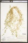 Stellaria alsine by WV University Herbarium