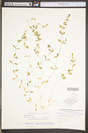 Stellaria alsine by WV University Herbarium