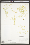 Stellaria borealis ssp. borealis by WV University Herbarium