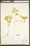 Stellaria corei by WV University Herbarium