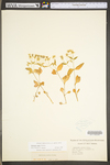 Stellaria corei by WV University Herbarium