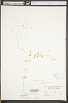 Stellaria graminea by WV University Herbarium
