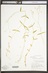 Stellaria graminea by WV University Herbarium