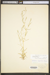 Stellaria longifolia var. longifolia by WV University Herbarium