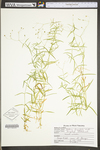 Stellaria longifolia var. longifolia by WV University Herbarium