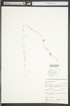 Stellaria longifolia by WV University Herbarium
