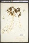 Talinum teretifolium by WV University Herbarium