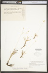Talinum teretifolium by WV University Herbarium