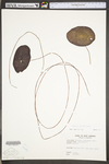 Brasenia schreberi by WV University Herbarium