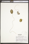 Brasenia schreberi by WV University Herbarium