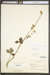 Aconitum reclinatum by WV University Herbarium
