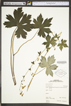 Aconitum reclinatum by WV University Herbarium