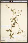 Aconitum uncinatum ssp. muticum by WV University Herbarium