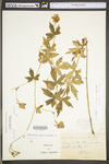 Aconitum uncinatum ssp. muticum by WV University Herbarium