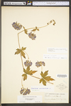 Aconitum uncinatum ssp. uncinatum by WV University Herbarium