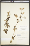 Aconitum uncinatum ssp. uncinatum by WV University Herbarium